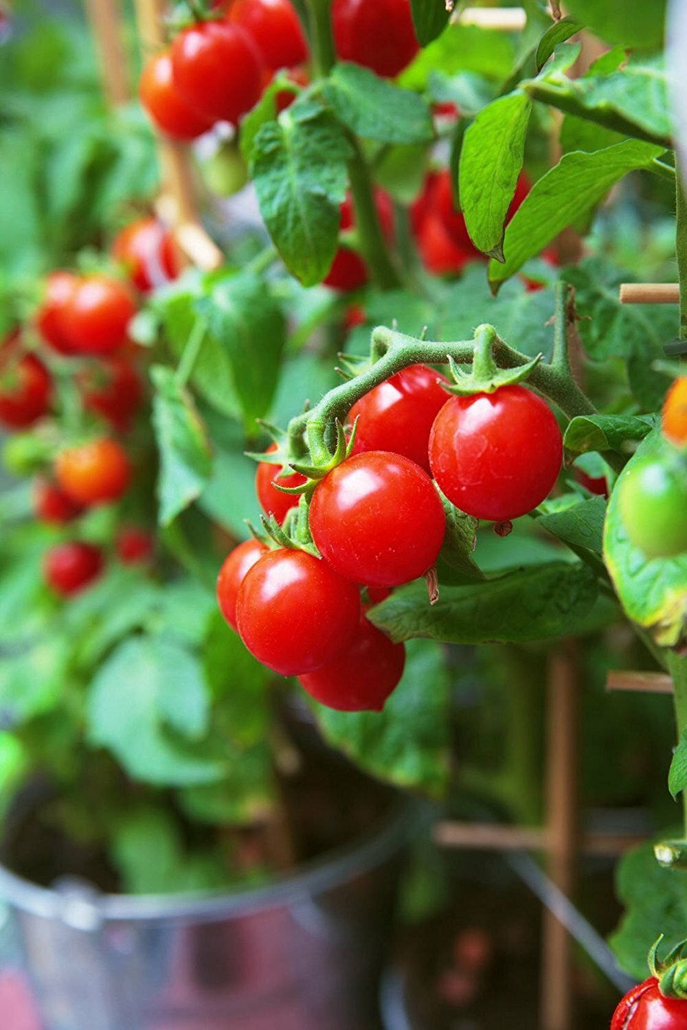 Tiny Tim Cherry Tomato Seeds, Dwarf Tomato Plant, NON-GMO, Heirloom, FREE SHIP gallery