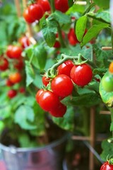 Tiny Tim Cherry Tomato Seeds, Dwarf Tomato Plant, NON-GMO, Heirloom, FREE SHIP