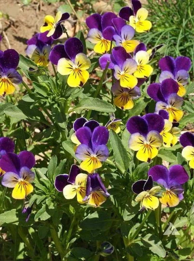 Helen Mount Johnny Jump Up Seeds Tricolor Free Shipping! gallery