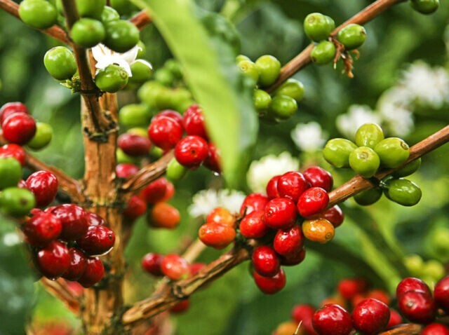Colombian Supremo Coffee Green Bean / Unroasted/ 5 LBS New Crop 2023 SHIPS FREE! gallery