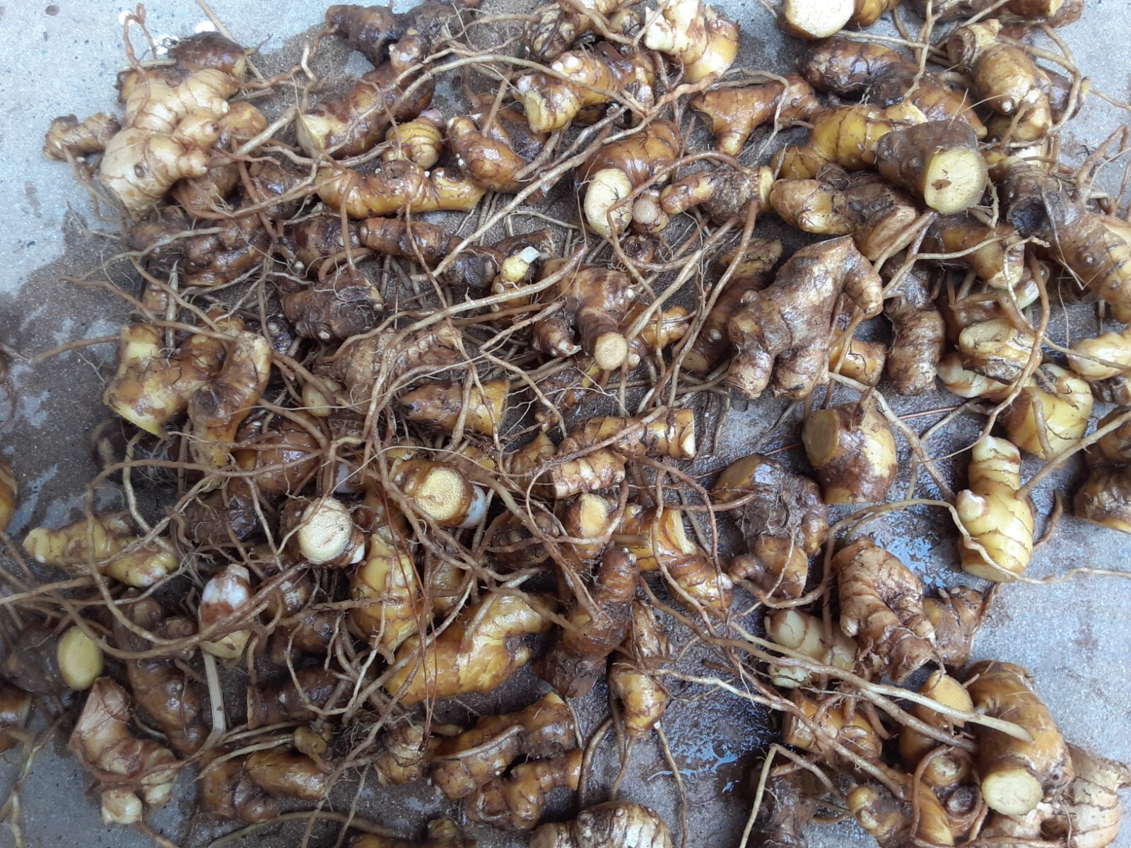 10 Shampoo Ginger Rhizomes, Zingiber Zerumbet, Awapuhi Plant, Free shipping! gallery