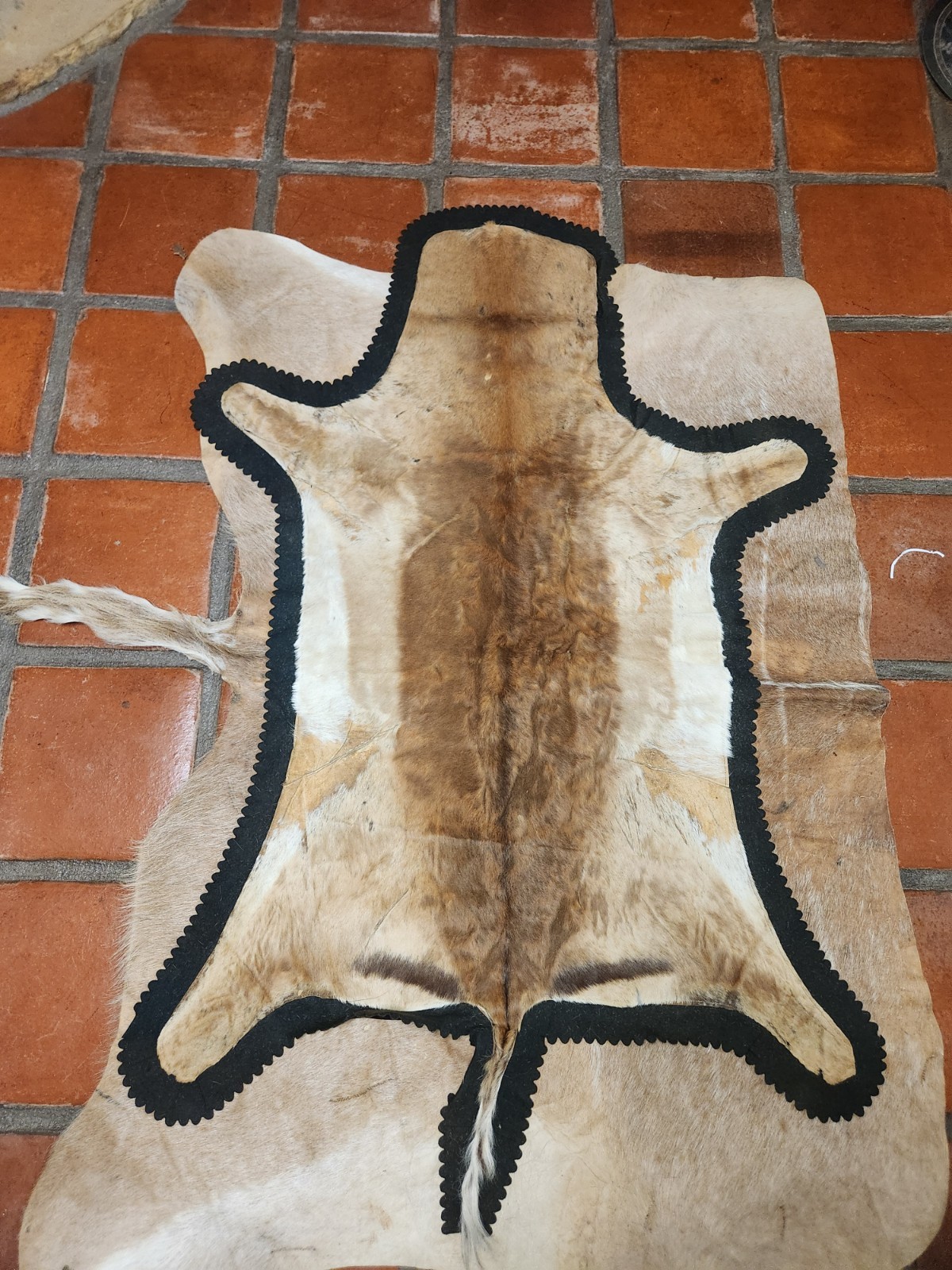 Vintage Blesbok Hide Rug African Antelope Taxidermy Skin Black Felt Backed 60x33 gallery