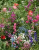 Wildflower Mix SHADE with Perennials 16 Species Pollinators Non-GMO 500+ Seeds gallery