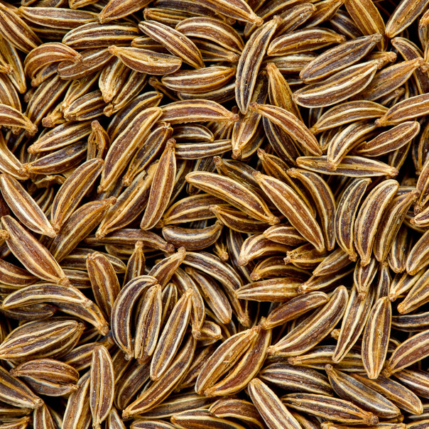 Caraway Seeds | Heirloom - Non-GMO | Free Shipping | Herb Seeds | 1172 gallery