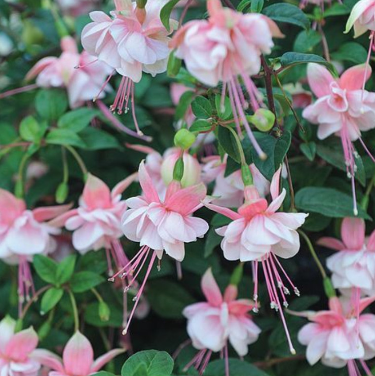 Fuchsia Southgate Plant Plug - 2-4" Tall - Pink & White Blooms for Hanging Baske gallery