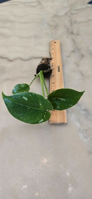 Live Monstera Thai constellation Starter Plant $26.95 gallery