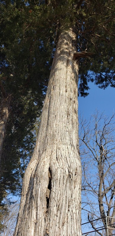 Illinois eastern Red Cedar Tree Seed plant sacred tree of eternal life juniper gallery