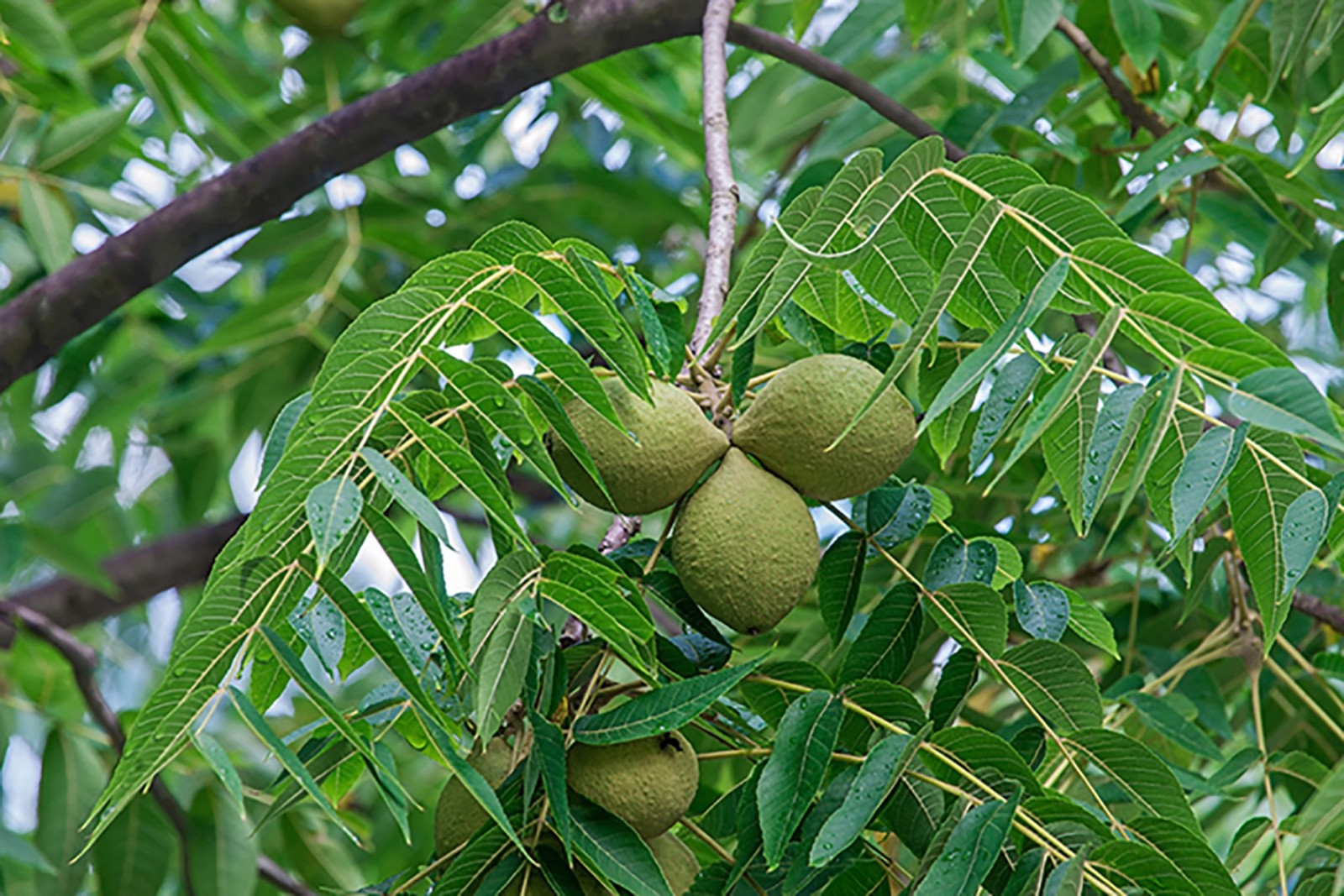 5 Black Walnut Tree 12-24" Tall Bare Root Juglans nigra American gallery