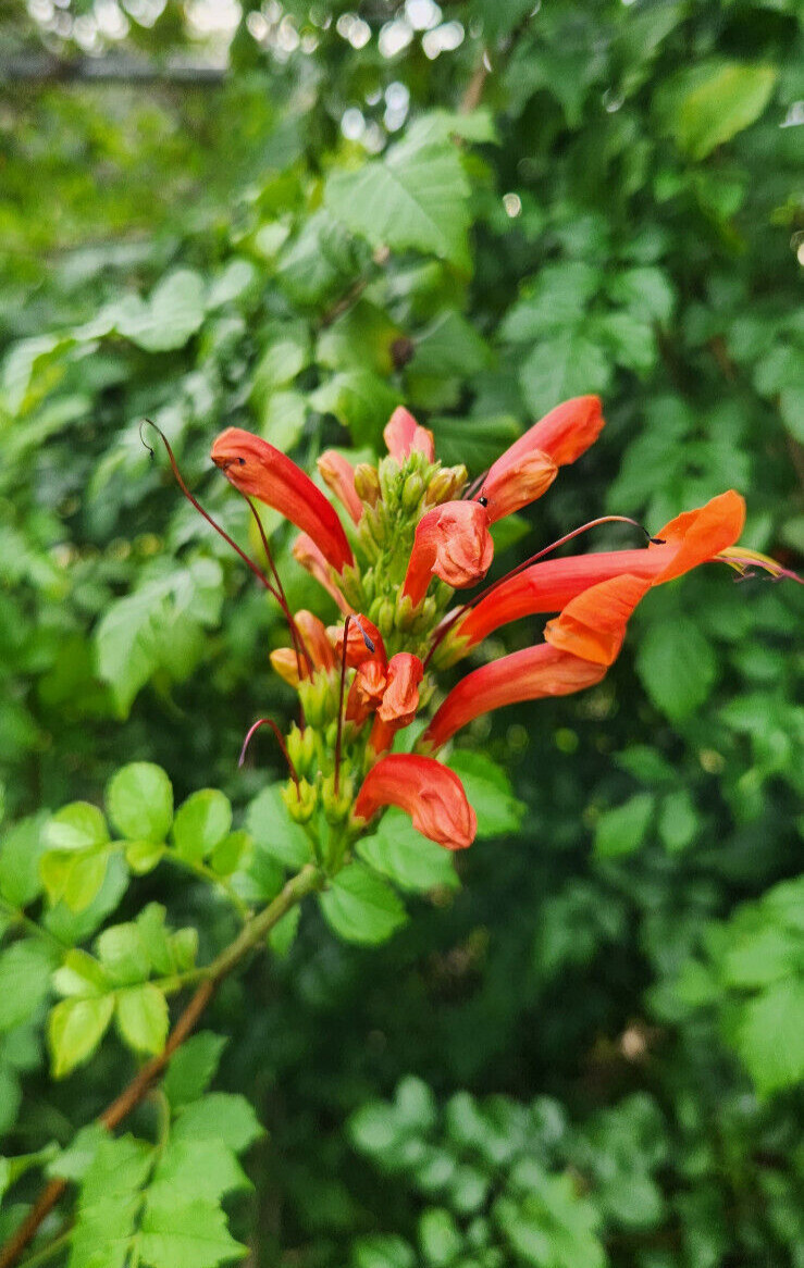 Cape Honeysuckle - Tecomaria Capensis Flower Attracts Butterflies & Hummingbirds gallery