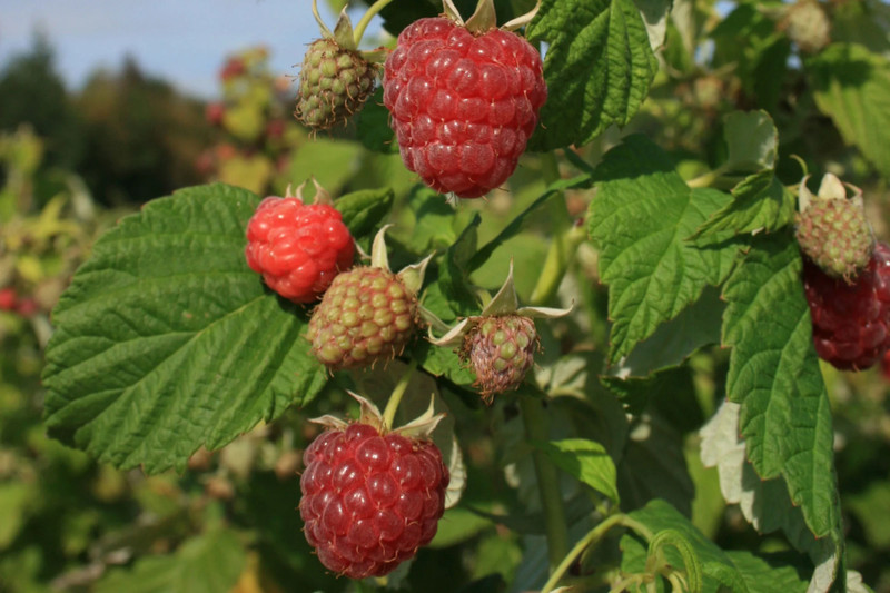 5 Caroline Raspberry Bush - Rubus idaeus - Starter Plug gallery