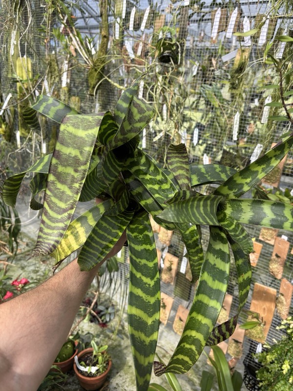 Guzmania musaica high Elevation Clone SPECIMEN SIZE rare Bromeliad Plant gallery