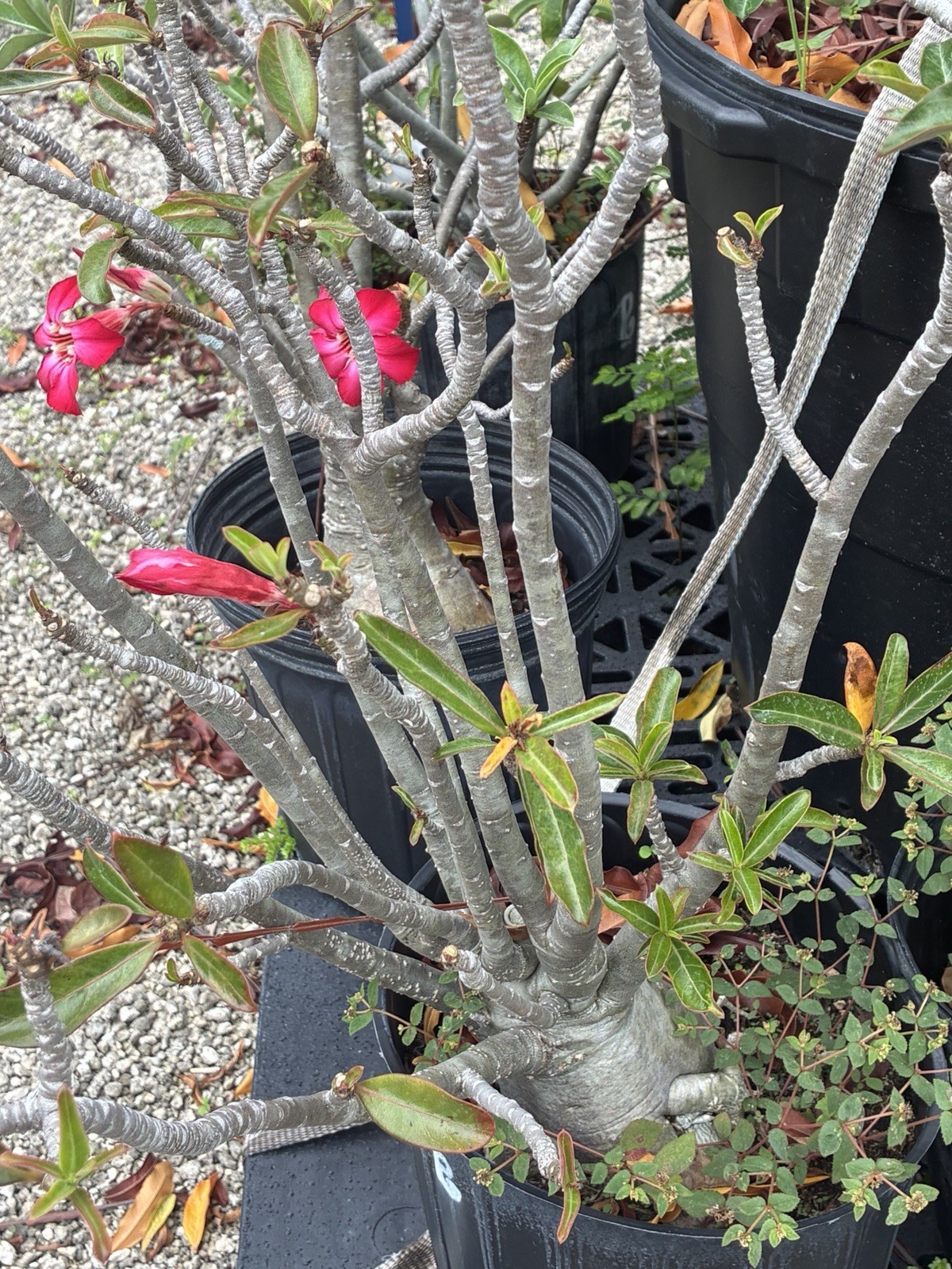 Beautiful Desert Roses Bright Pink Colors Big Caudex Live Plants gallery
