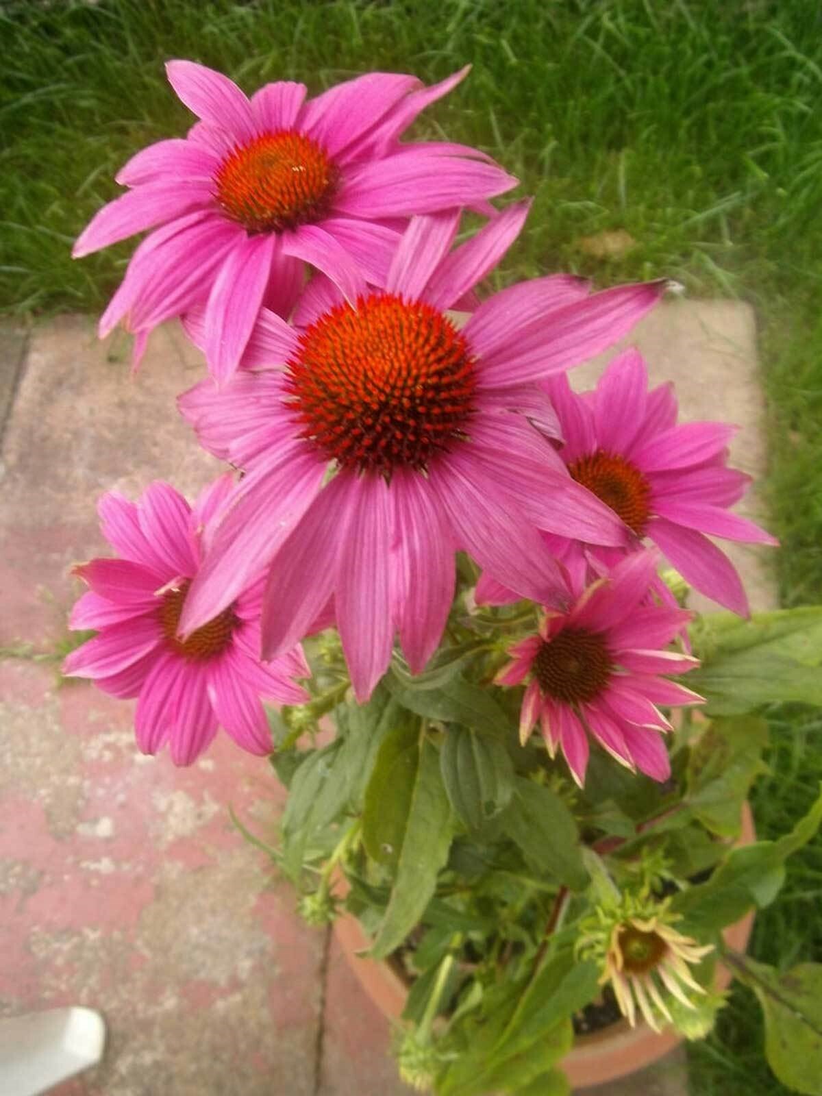 Echinacea purpurea PowWow Wild Berry | Eastern Purple Coneflower | 10_Seeds gallery