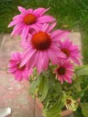 Echinacea purpurea PowWow Wild Berry | Eastern Purple Coneflower | 10_Seeds
