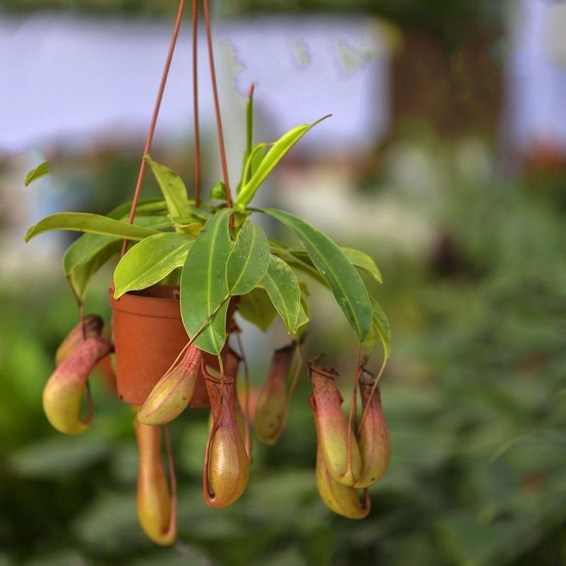 Nepenthes Macfarlanei ~ Spectacular Highland Large Pitcher Plant ~ RARE100Seeds gallery
