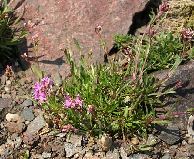 Viscaria alpina | Alpine Catchfly | 25 Seeds gallery