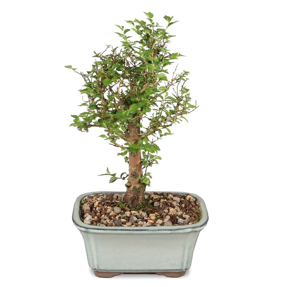 Chinese Elm Bonsai Tree Live Outdoor Small 5 Years Old 6 Tall Live Bonsai Tree gallery