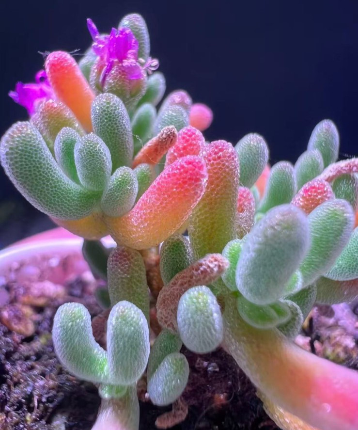 50 Lithops Seeds – Living Stone Succulent – Rare Colorful Varieties gallery