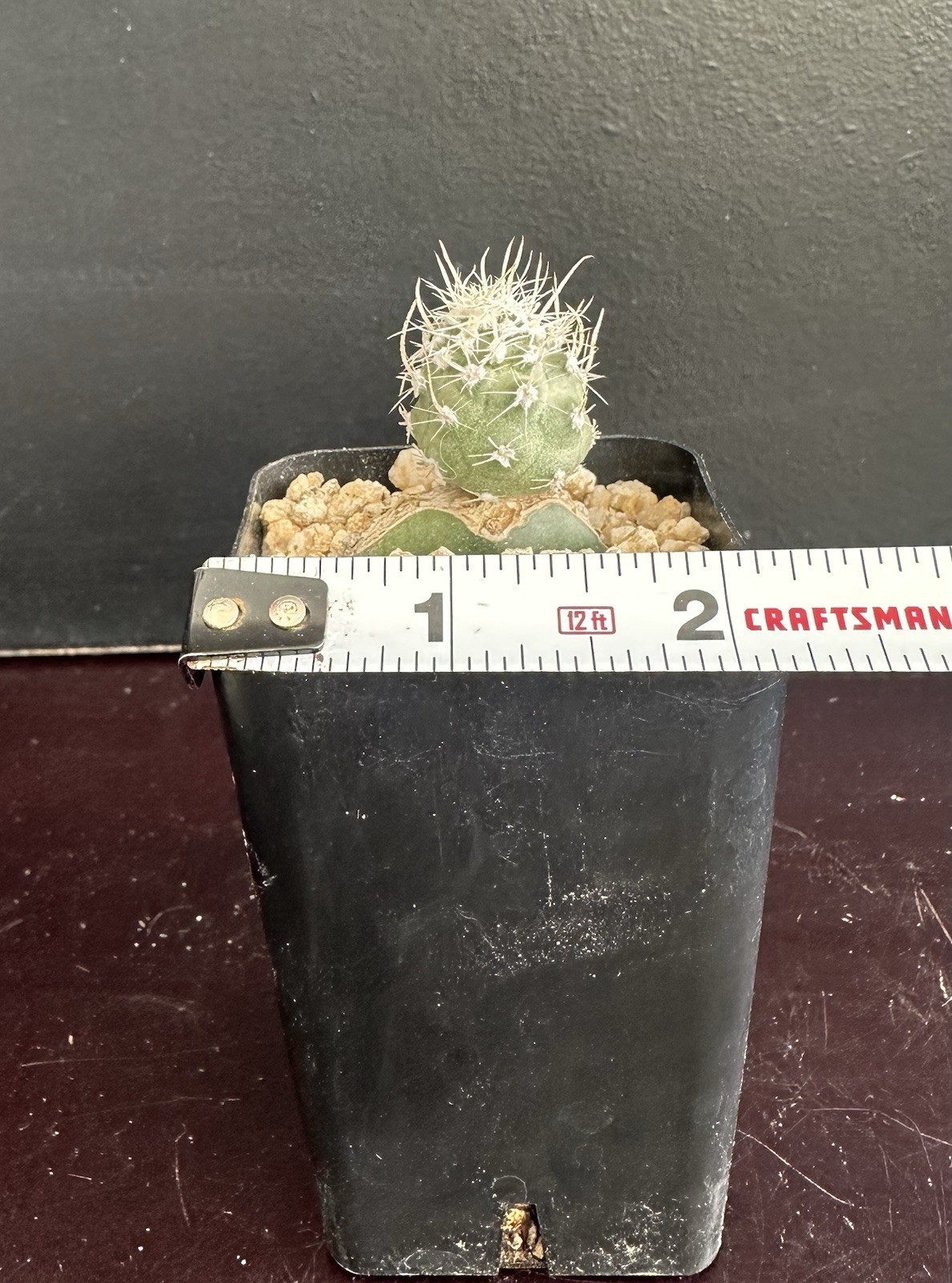 Sclerocactus Pubispinus SB1013 Rare Cactus Plant Grafted gallery