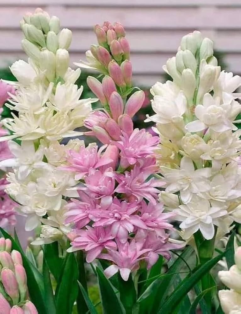 Pretty Imported Double Rajnigandha Multicolour Flower Bulbs Pack Of 10+ Bulbs gallery