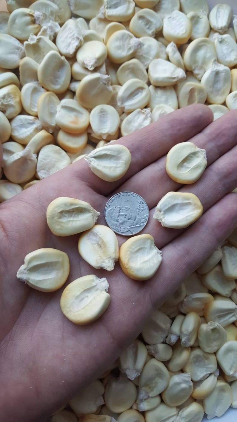 Peruvian Mountain Corn Seeds (30) / Peruvian Maiz Montana / Massive / Rare gallery