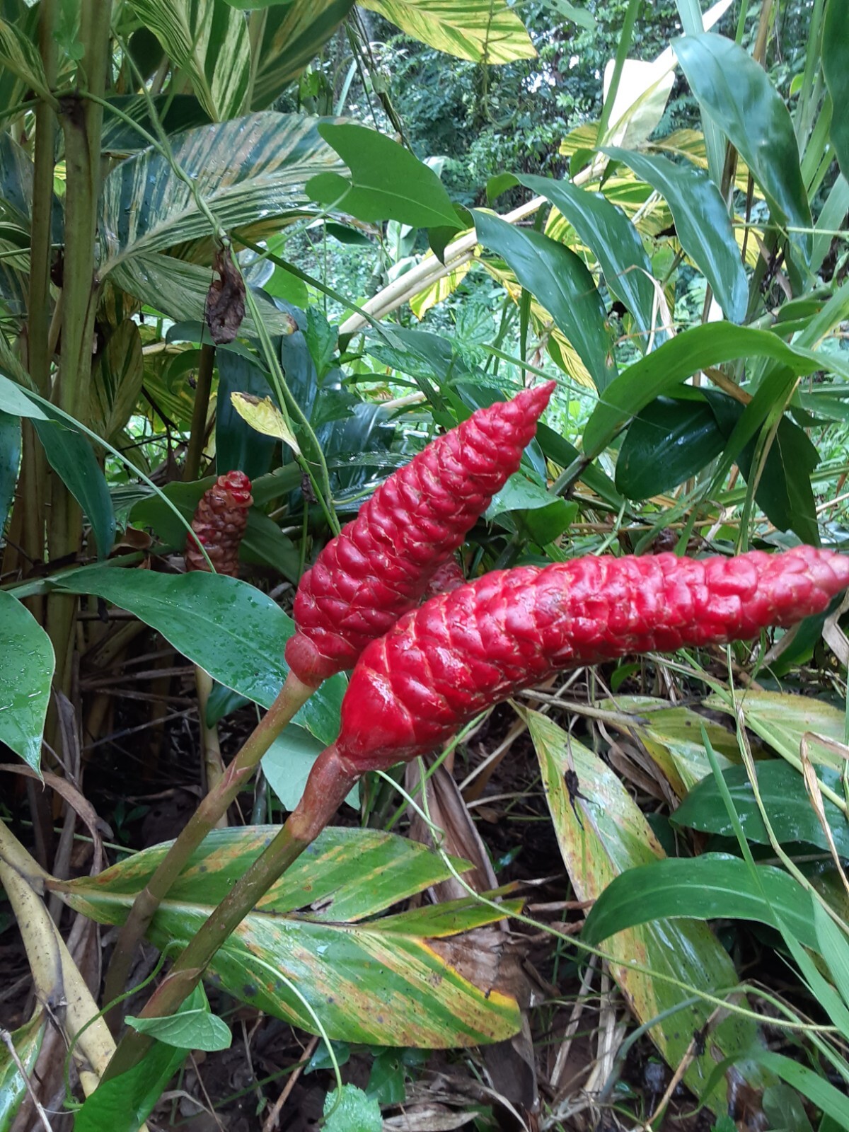 10 Shampoo Ginger Rhizomes, Zingiber Zerumbet, Awapuhi Plant, Free shipping! gallery