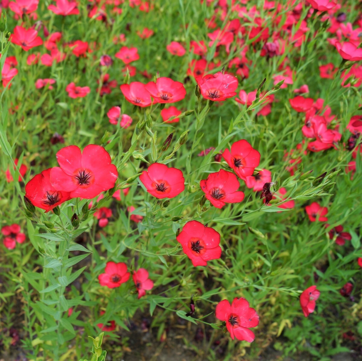Linum Grandiflorum Rubrum 1 Gram (Approx. 275) Seeds, Scarlet Flax Flowers gallery