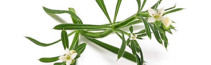 Palm Beach Herbs Cleavers Tea - Cleavers Herb for Lymphatic, Urinary and gallery