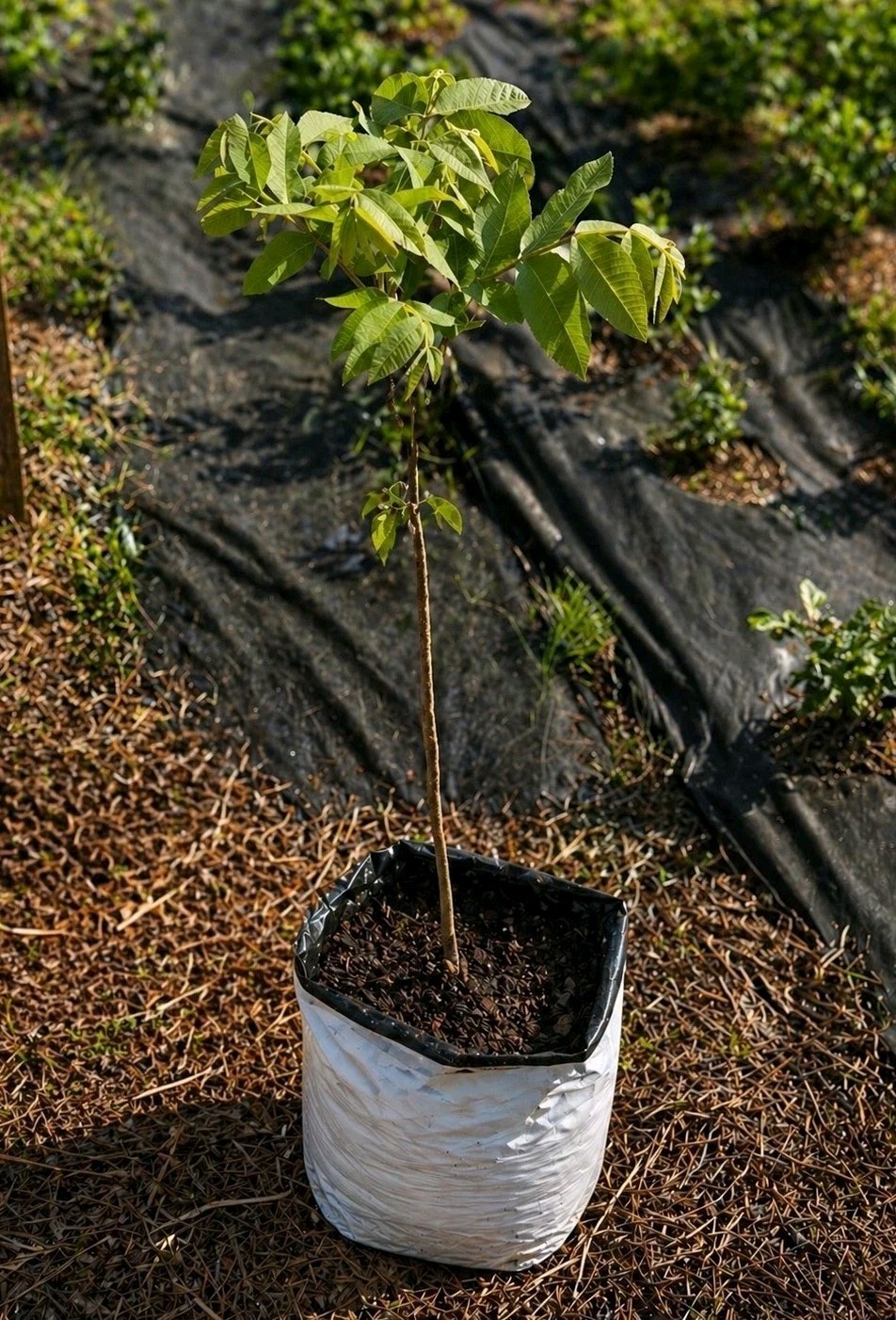 Pecan Tree LIVE 36"-45" healthy grown 5gal Organic Free Shipping gallery
