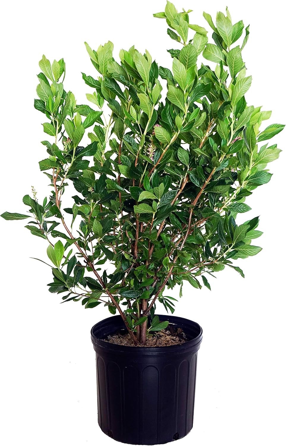 Clethra Alnifolia 'Ruby Spice' in 3 Gallon Pot gallery