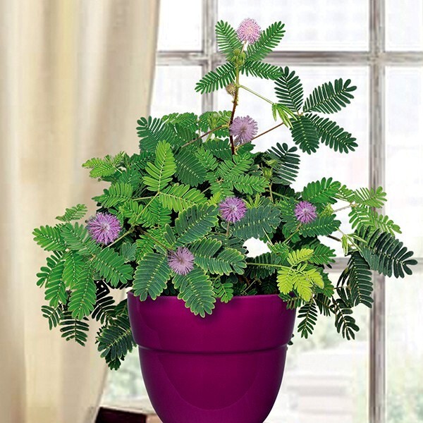 Dwarf (Mimosa pudica) "Sensitive Plant" Tropical Houseplant Flower Tree Seeds gallery