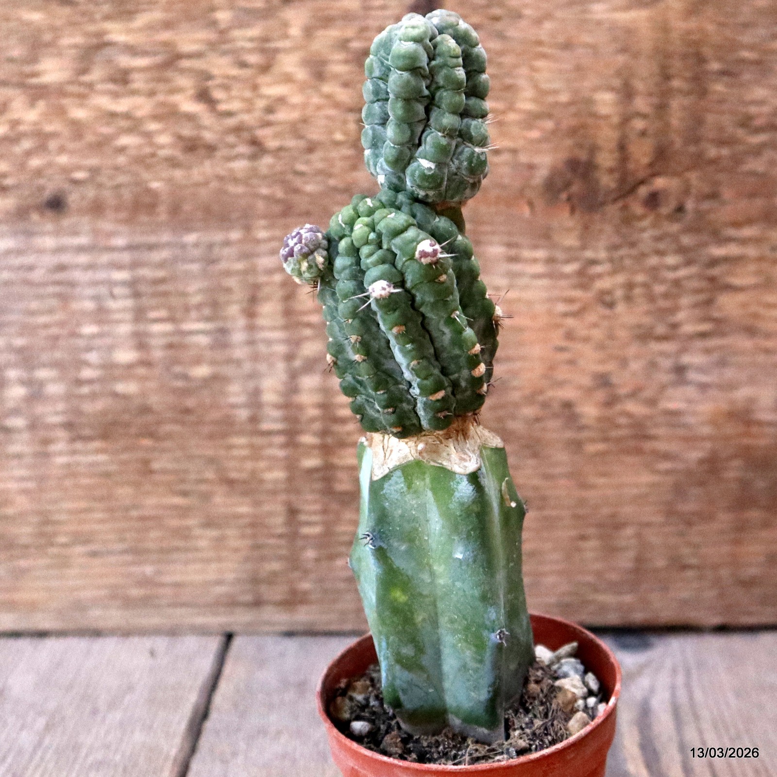 D7995 STENOCEREUS GRISEUS CV. PHIL MCCRACKEN GRAFT. pot6,5-H16-W5 cm MaMa Cactus gallery