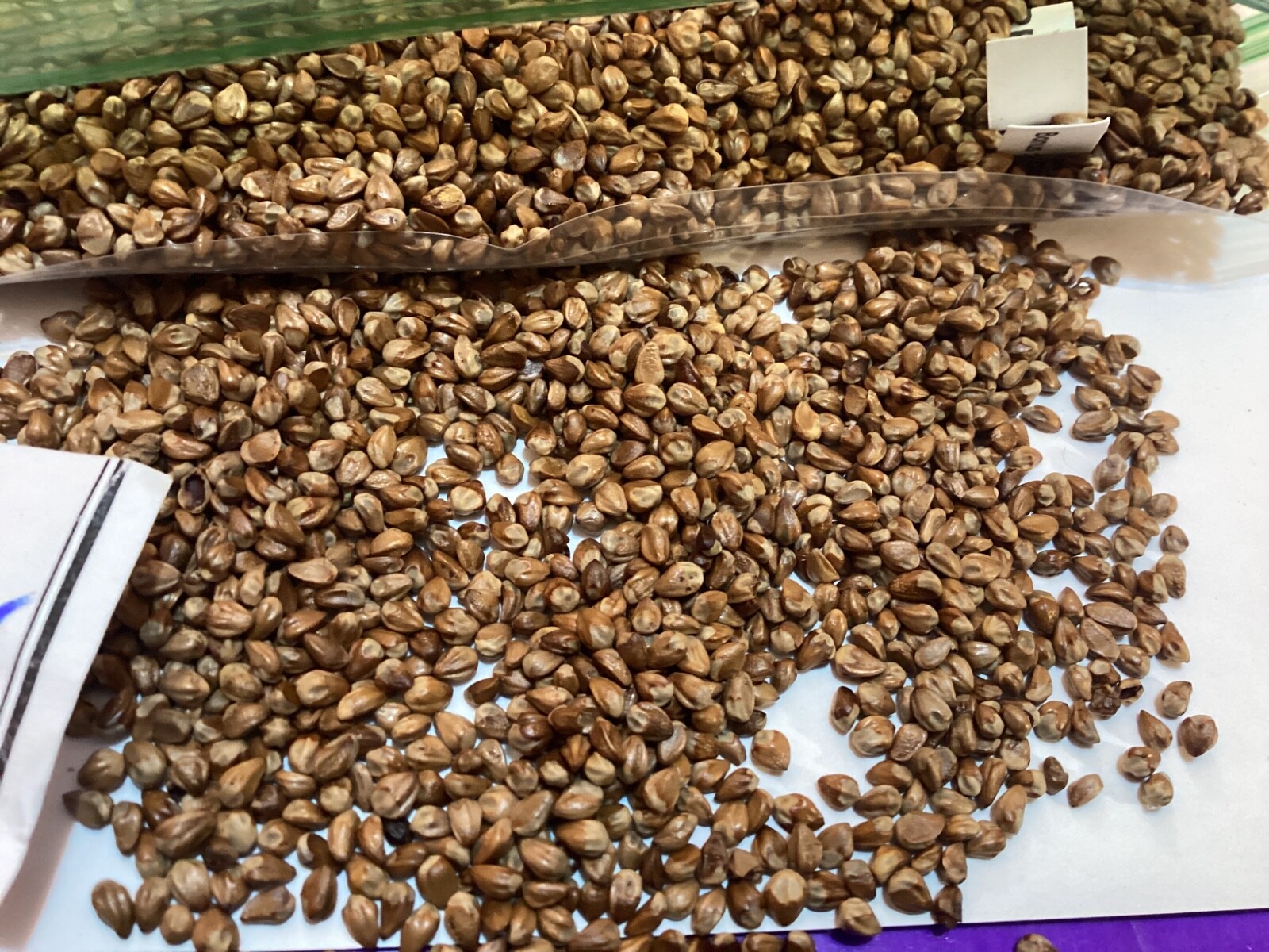 Eastern Red Cedar Tree Seeds gallery