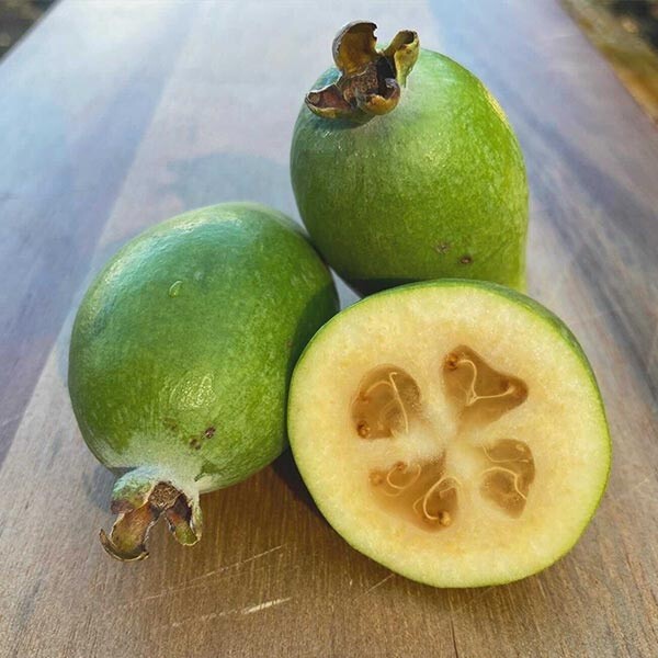 5 Pineapple Guava/ Feijoa Tree Fresh Unrooted Cuttings Cold Hardy Zones 7b-11 gallery