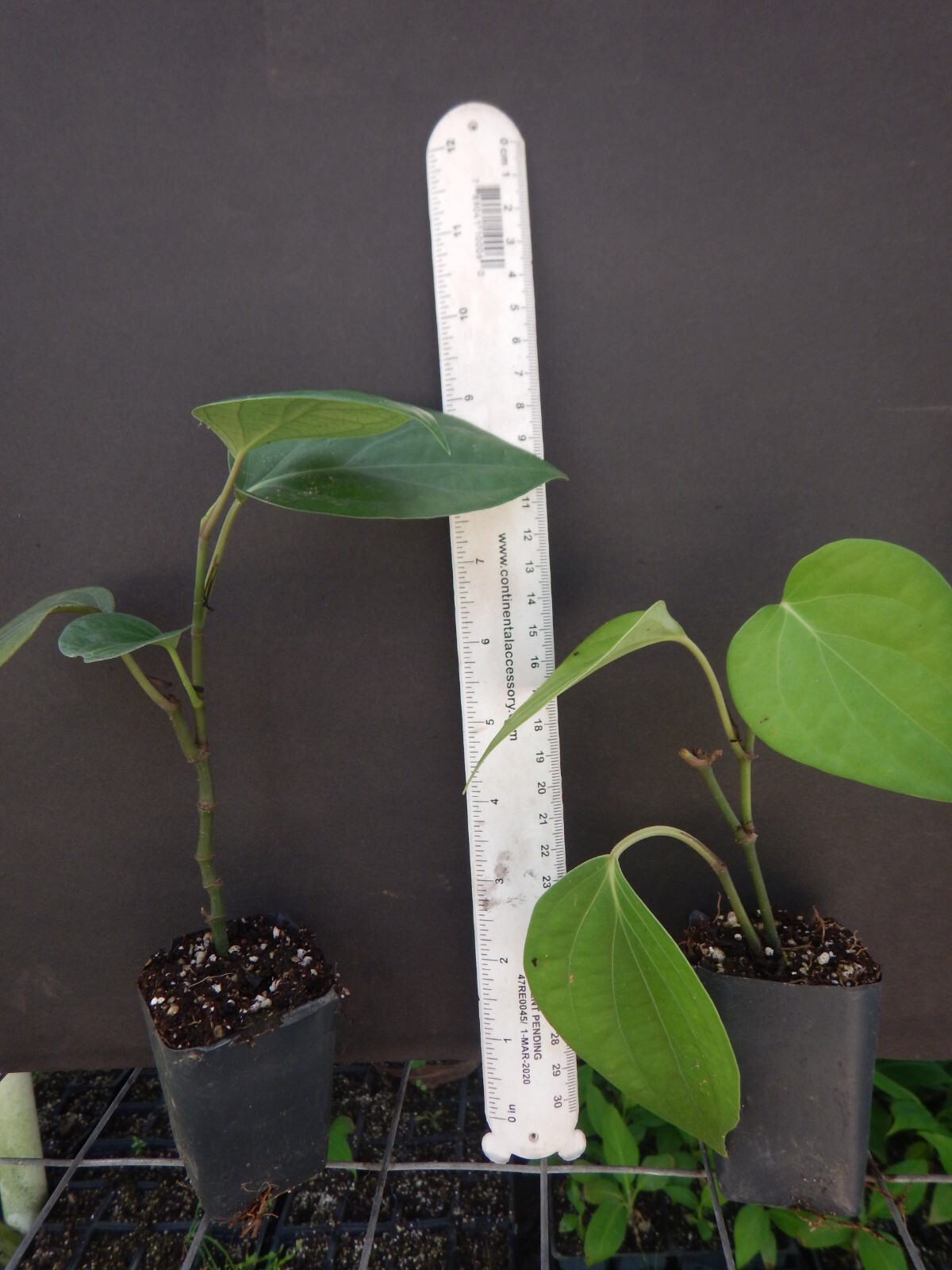 ~~BLACK PEPPER~~Piper nigrum~~Live STARTER Plant~~USA Seller~~ gallery