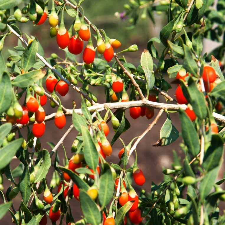 Goji Berry Tree Seeds | Lycium Wolfberry Chinese Fruit Seeds 2024 Free Shipping gallery