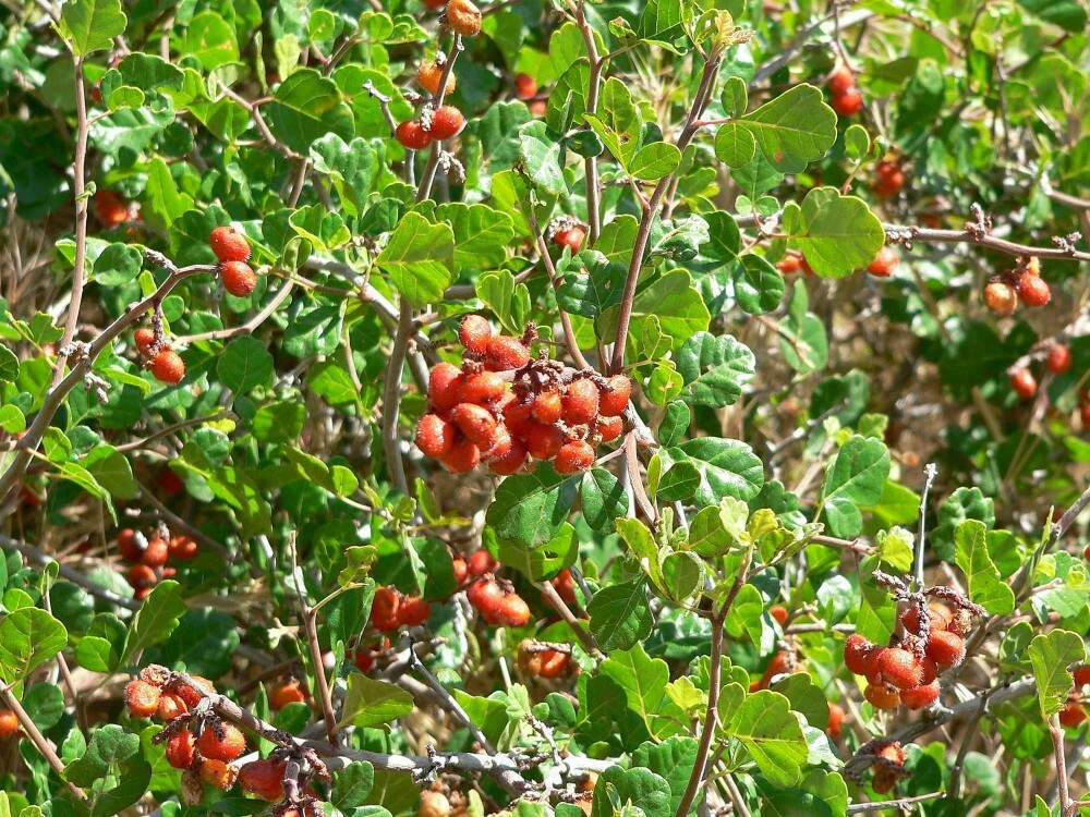 SKUNKBUSH SUMAC Rhus Trilobata - 20 SEEDS. FREE S&H gallery