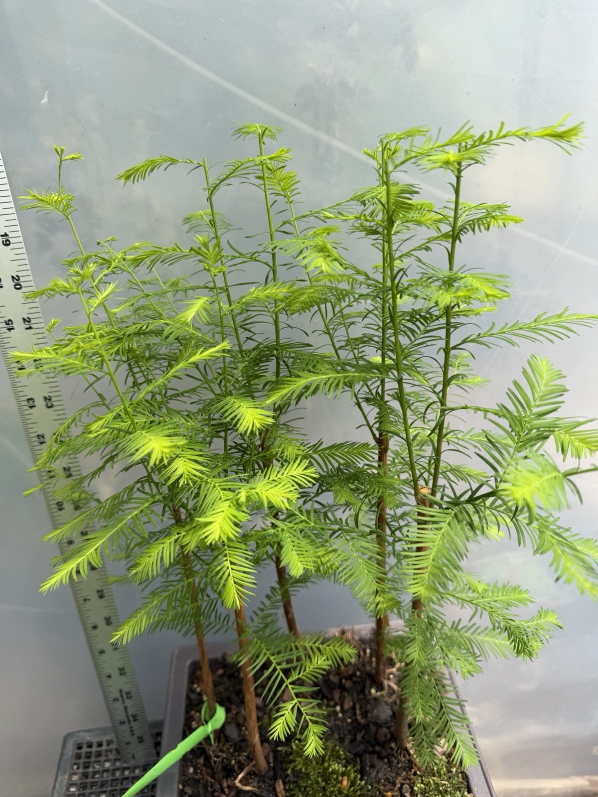 5 Tree Bald Cypress - Forest Bonsai gallery