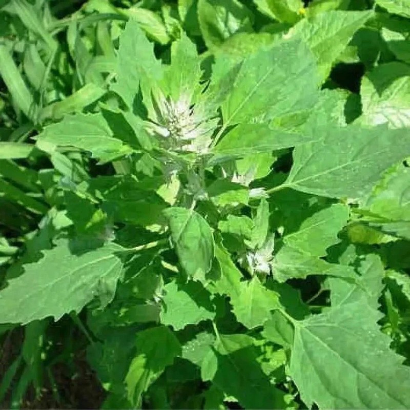Winter Imported Bathua Saag Imported Vegetable seeds (50-100 seeds) gallery