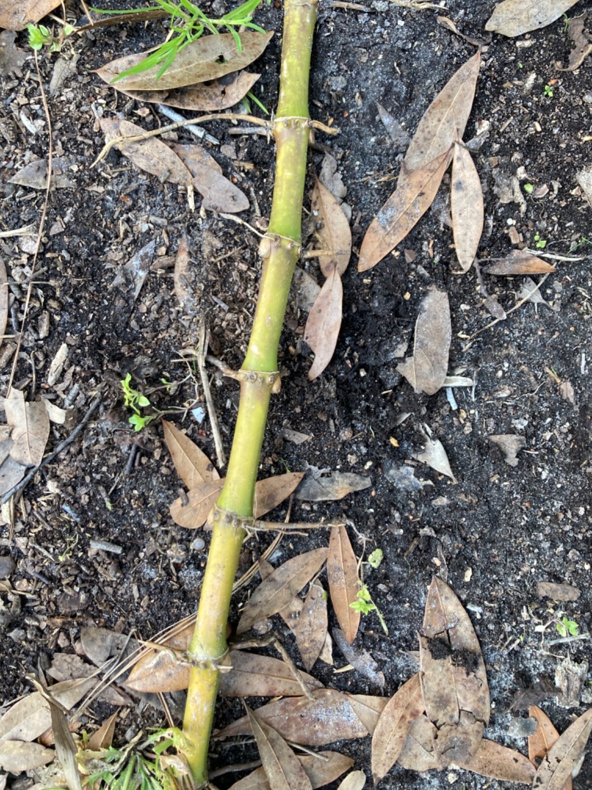 NEW QTY IN STOCK Live Phyllostachys vivax rhizomes x10 (Chinese timber bamboo) gallery