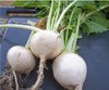 5000 WHITE EGG TURNIP SEEDS. FRESH FOR 2024 GARDENS gallery