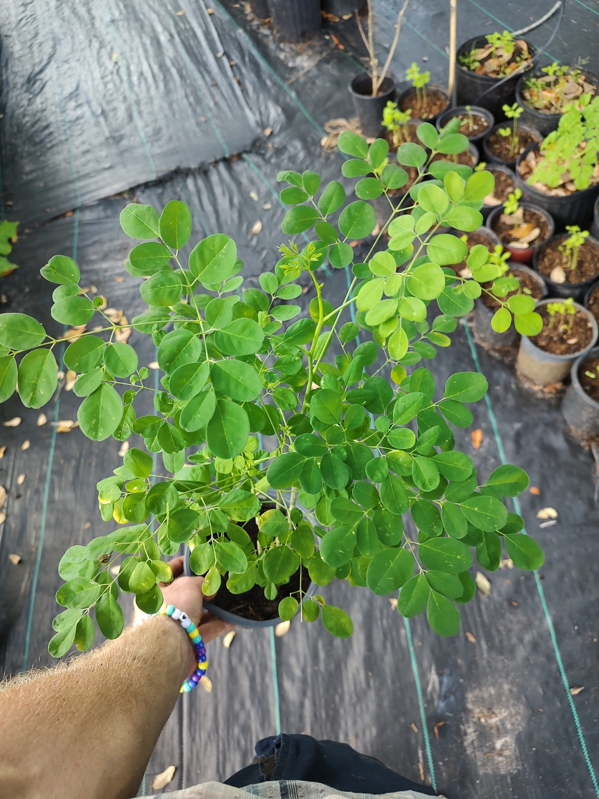 Moringa Tree (One Gallon Pot) Free Shipping From USA gallery