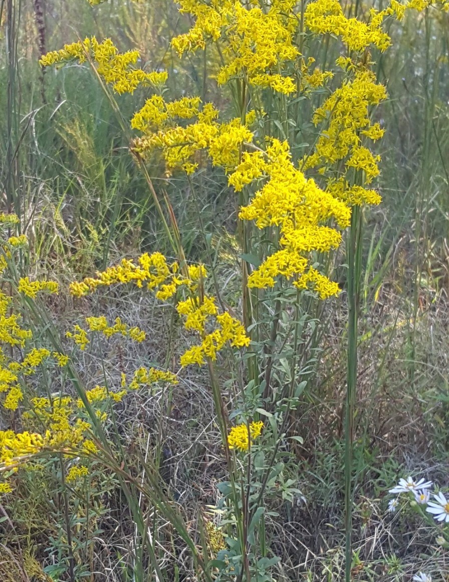5 Tall Goldenrod (Solidago) Bare root plants~medicinal,butterfly,native,organic gallery