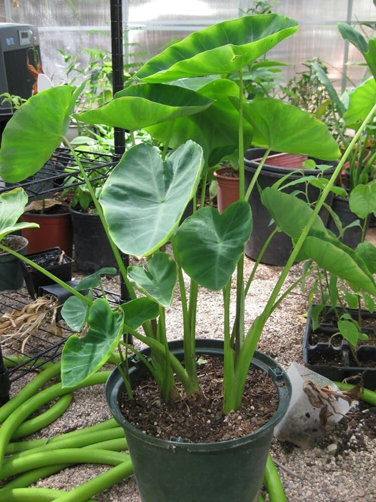 10 LIVE Colocasia Esculenta Elephant Ear Taro Gabi Kalo Eddo Bulbs READY to GROW gallery