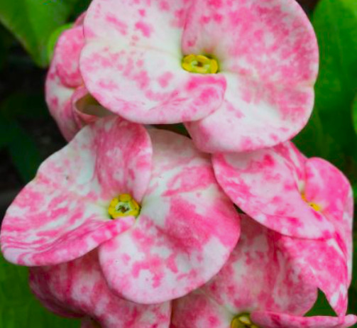 ***THIDA DOITUNG**Crown Of Thorns-Euphorbia Milii*CHRIST PLANT*STARTER PLANT gallery
