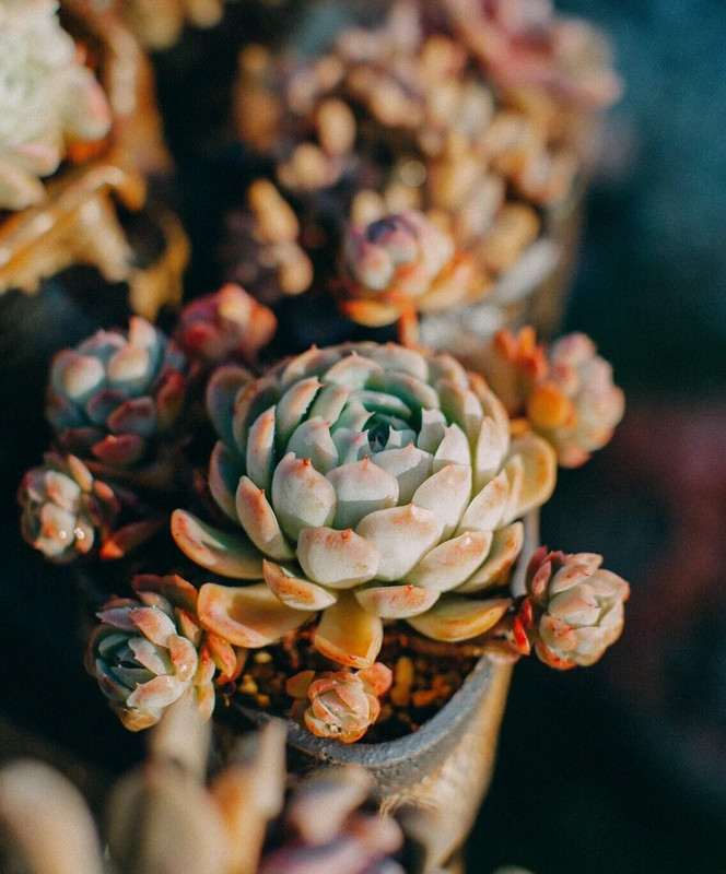 100pcs Mixed Rare Succulent Seeds, Mult-Color Indoor/Outdoor Plant gallery