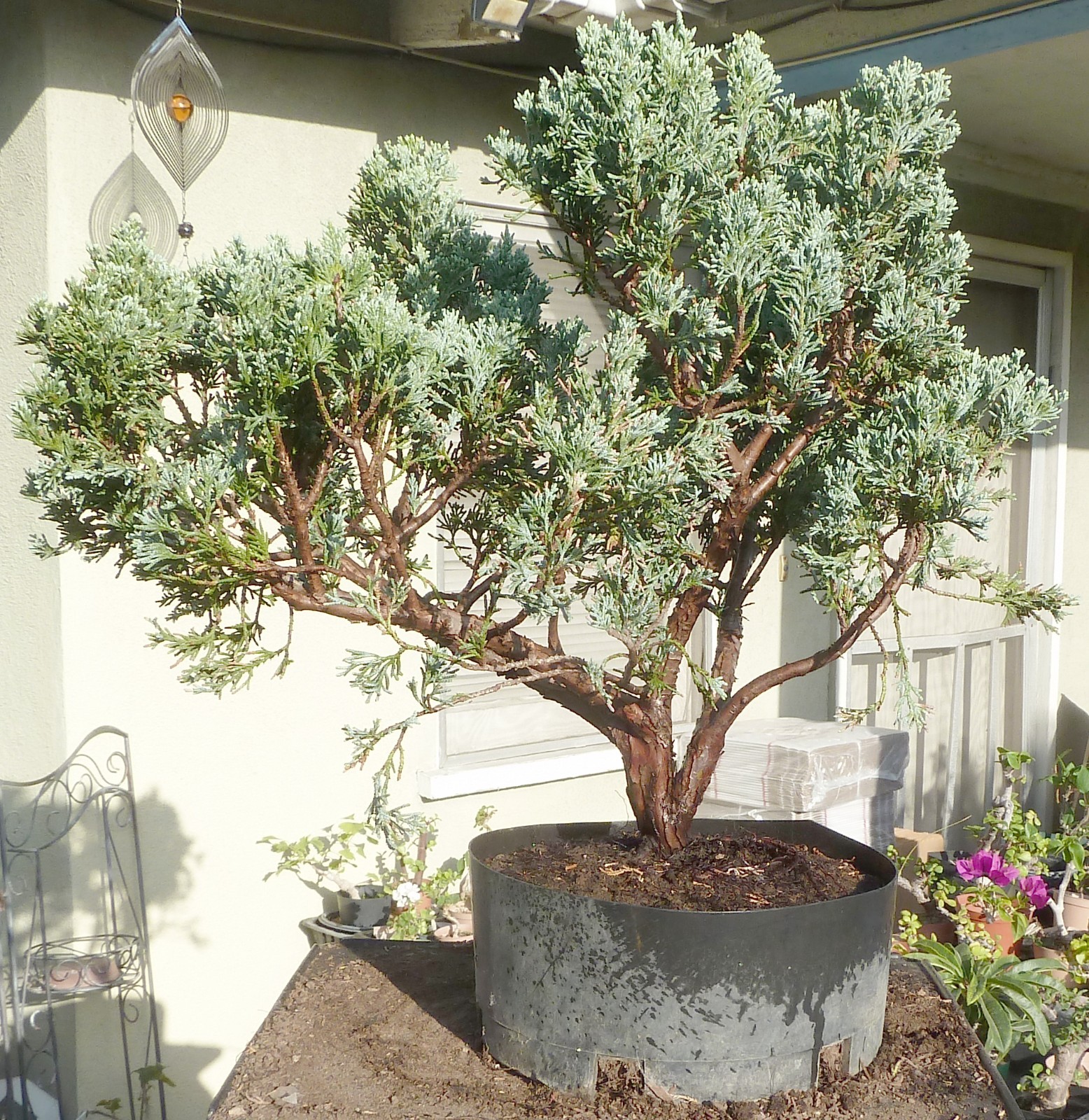 Moonglow Juniper Pre Bonsai Raft Dwarf Kifu Fat Trunk Juniperus gallery