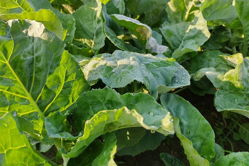 1000 PREMIER KALE Early Hanover Brassica Oleracea Greens Vegetable Seeds *CombSH gallery