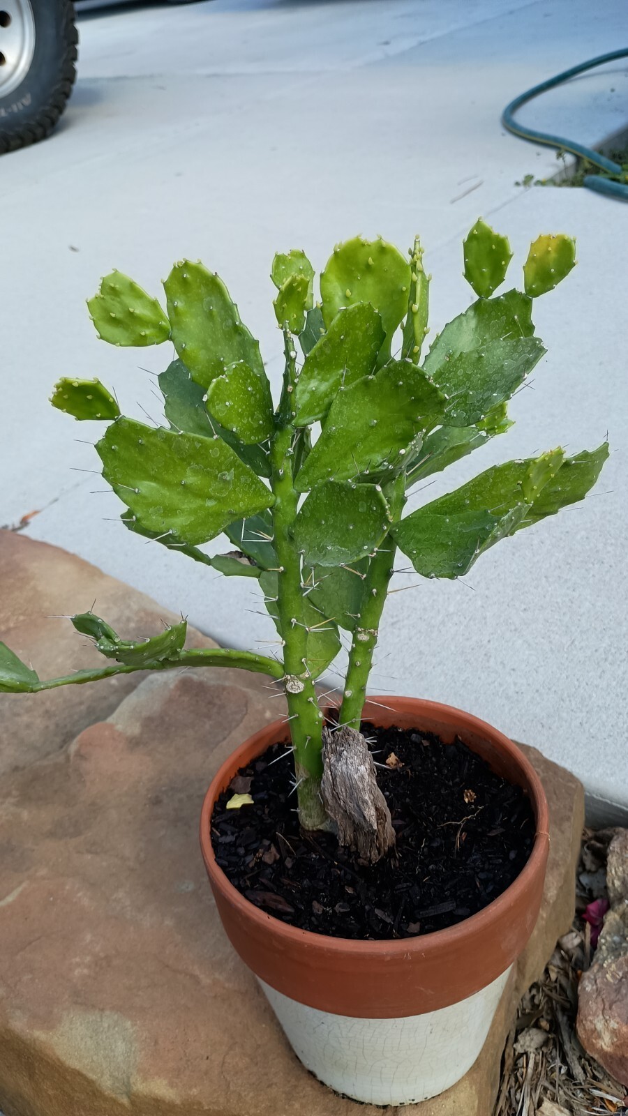 Brazilian Prickly Pear Cactus W/ Roots gallery