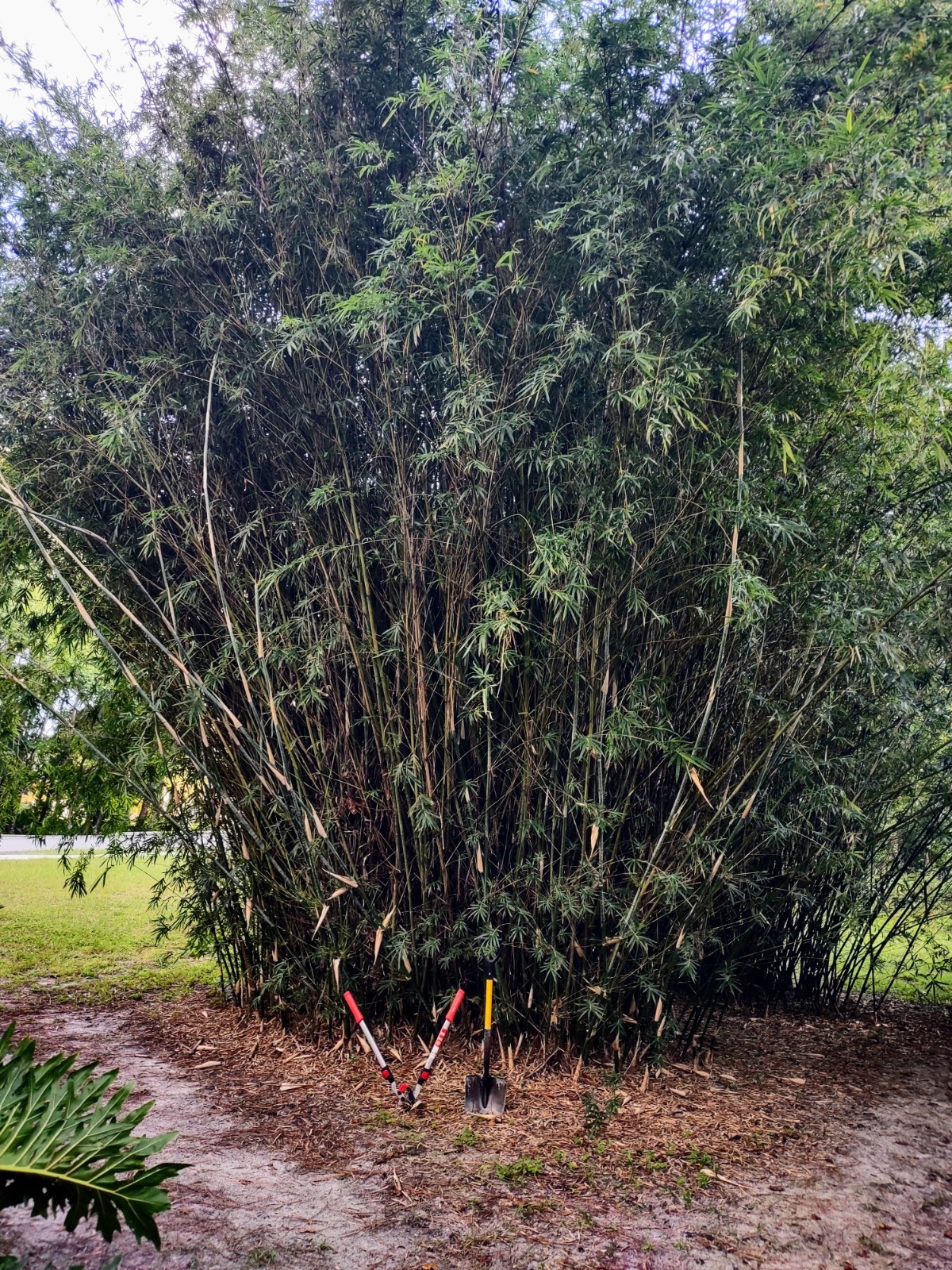 Bambusa multiplex - Green Hedge Clumping Bamboo - Start, One Rooted Cutting gallery